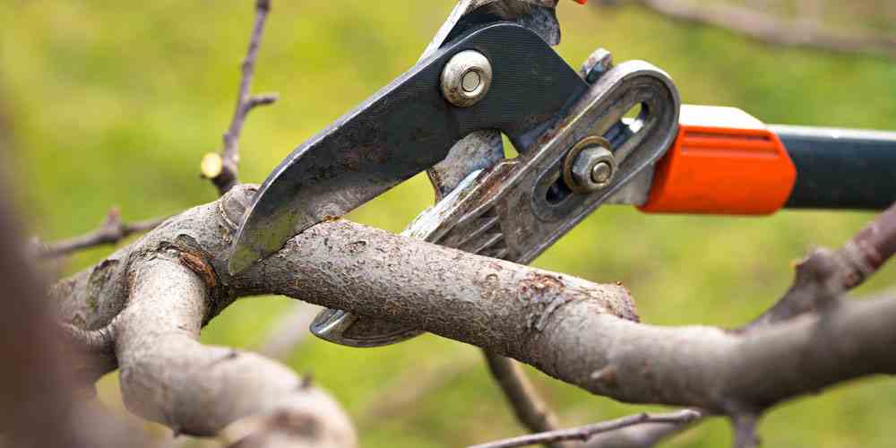 A Relevância da Poda de Plantas no Inverno
