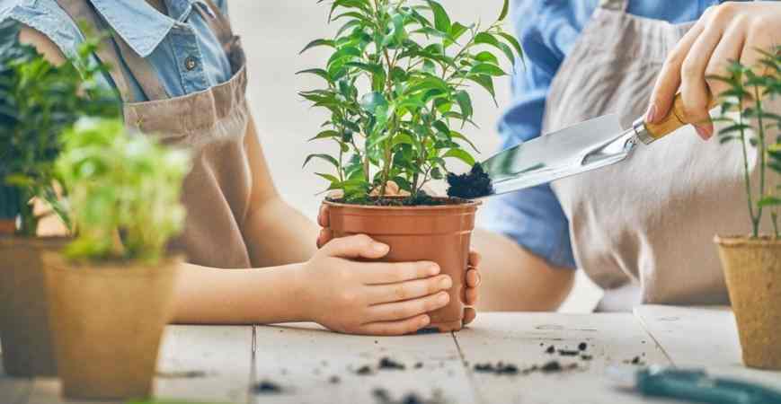 Plantas que Purificam o Ar da Casa